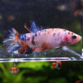 Britney - Femelle Betta Koi Galaxy BC1