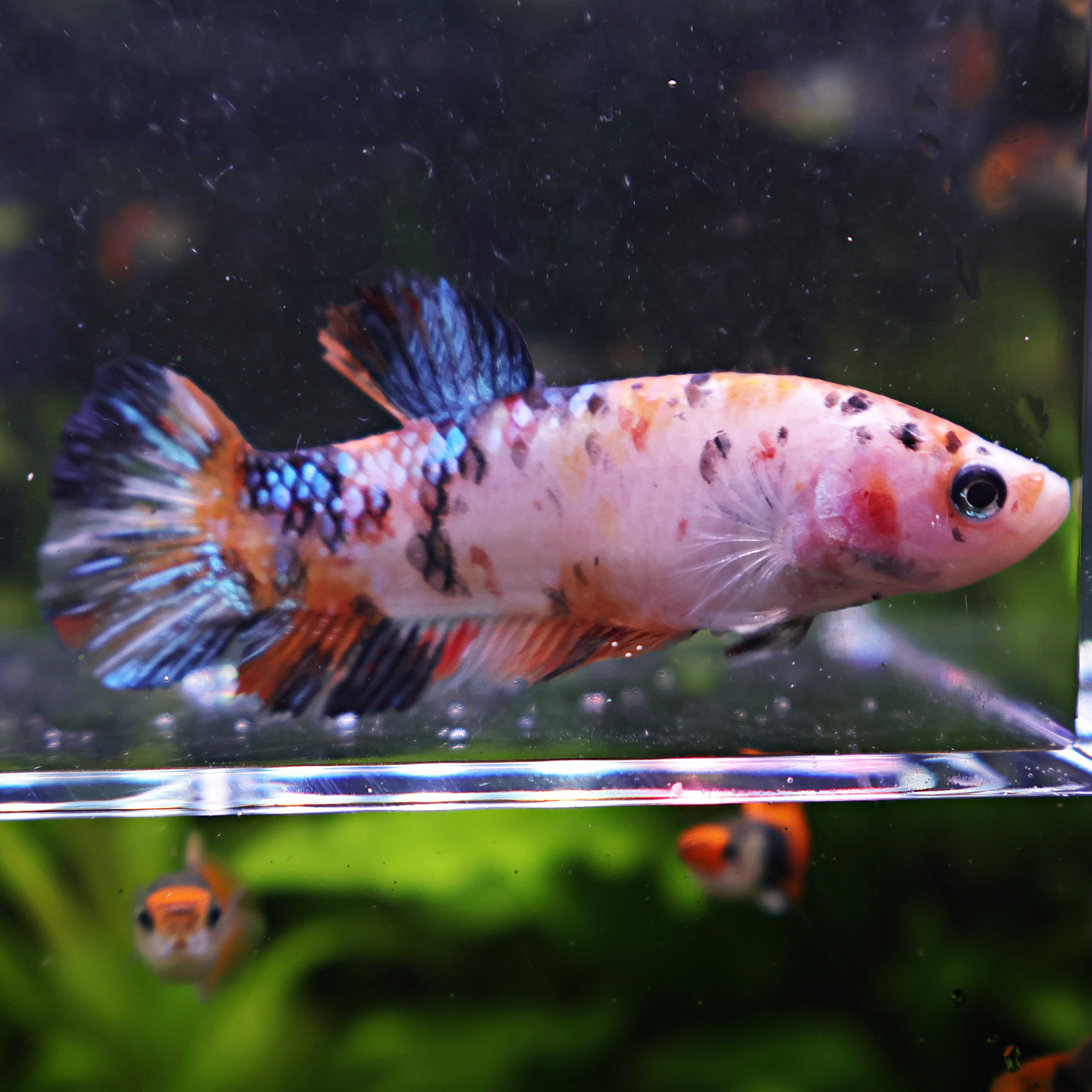 Britney - Femelle Betta Koi Galaxy BC1
