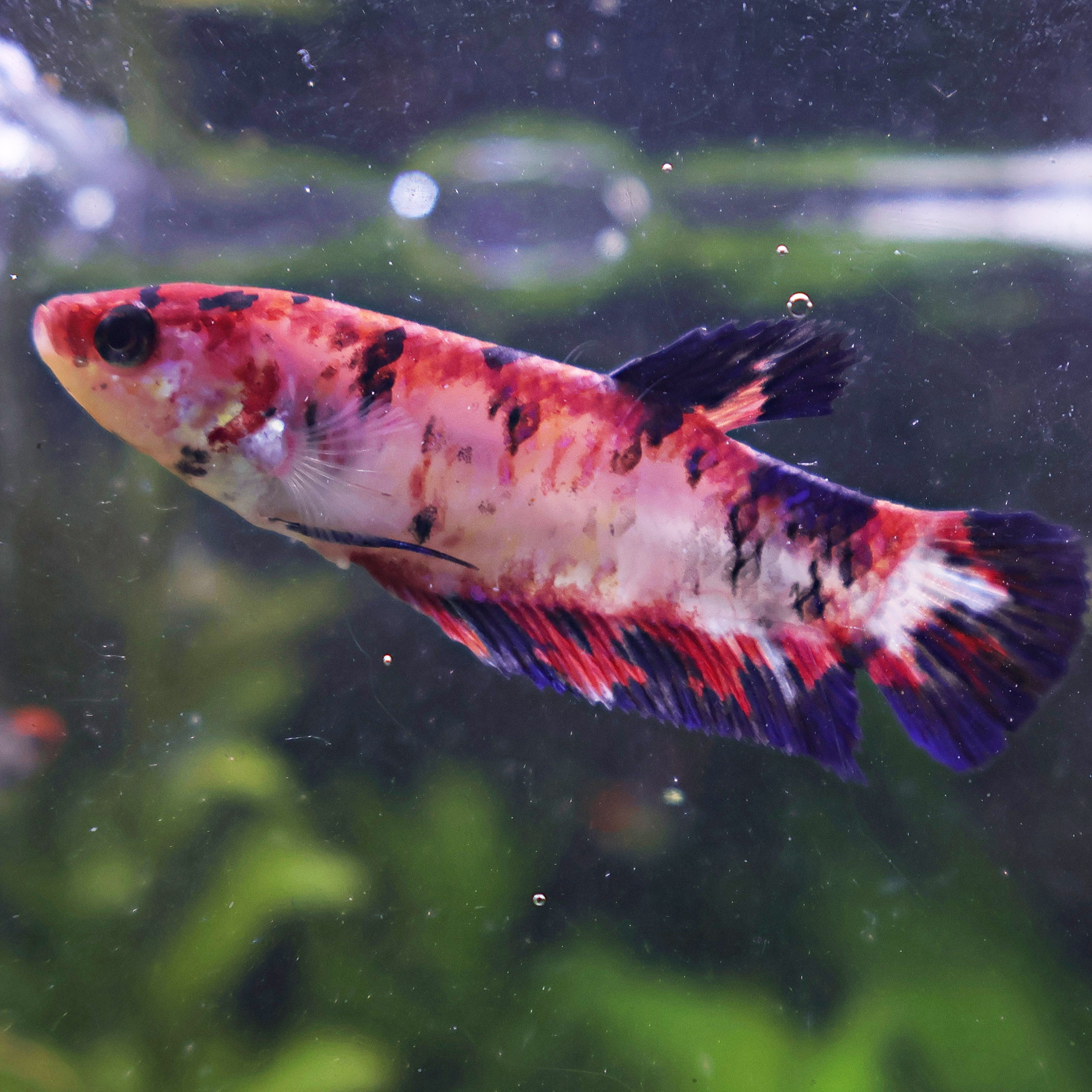 Ursula - Femelle Betta Koi Galaxy BC1