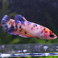 Calypso - Femelle Betta Koi Galaxy BC1