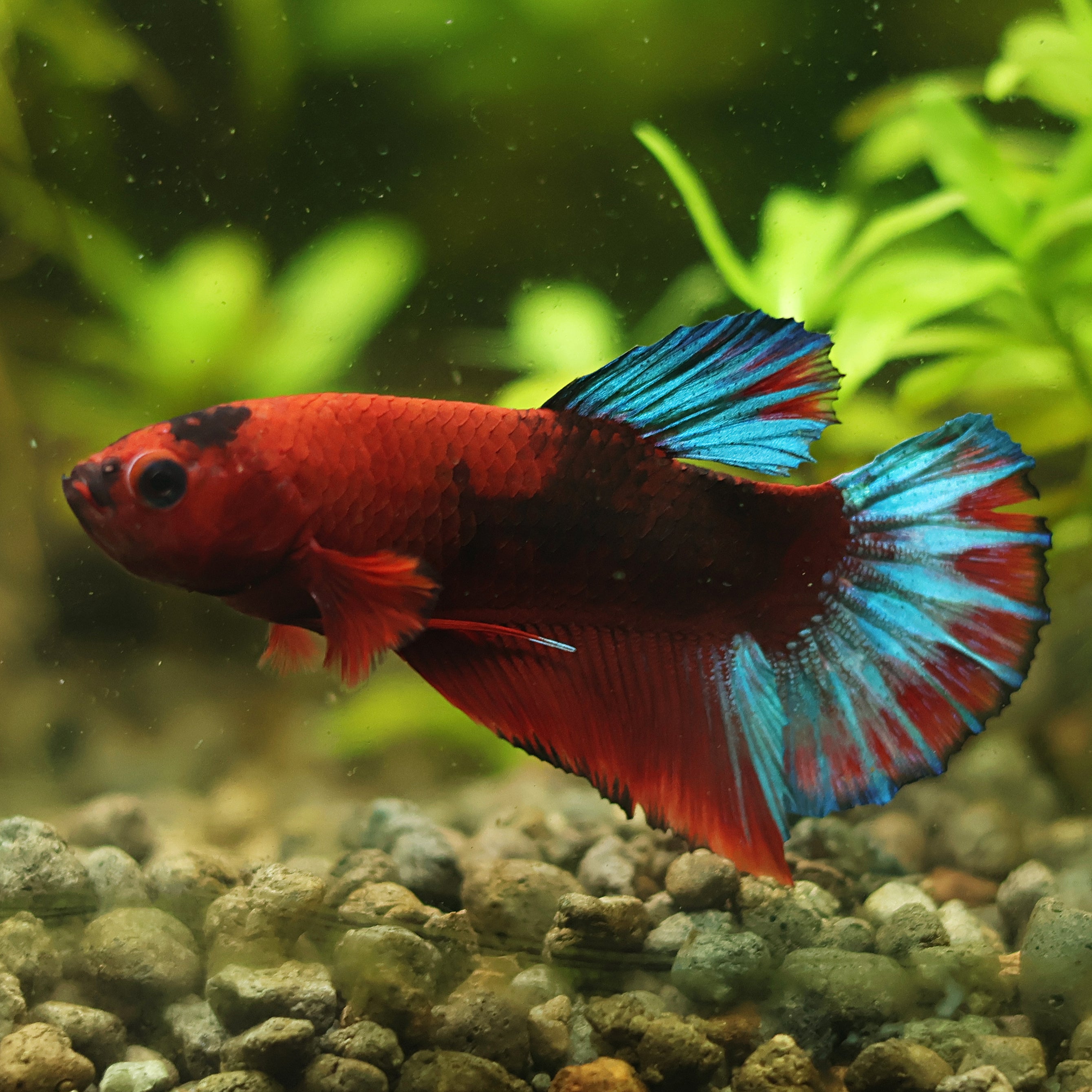 Blood - Mâle Plakat Hellboy Startail🇮🇩