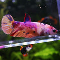 💜Althéa - Femelle Betta Koi Galaxy BC1