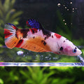 Ginette - Femelle Betta Koi Galaxy BC1
