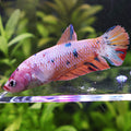 Layana - Femelle Betta Koi Galaxy BC1