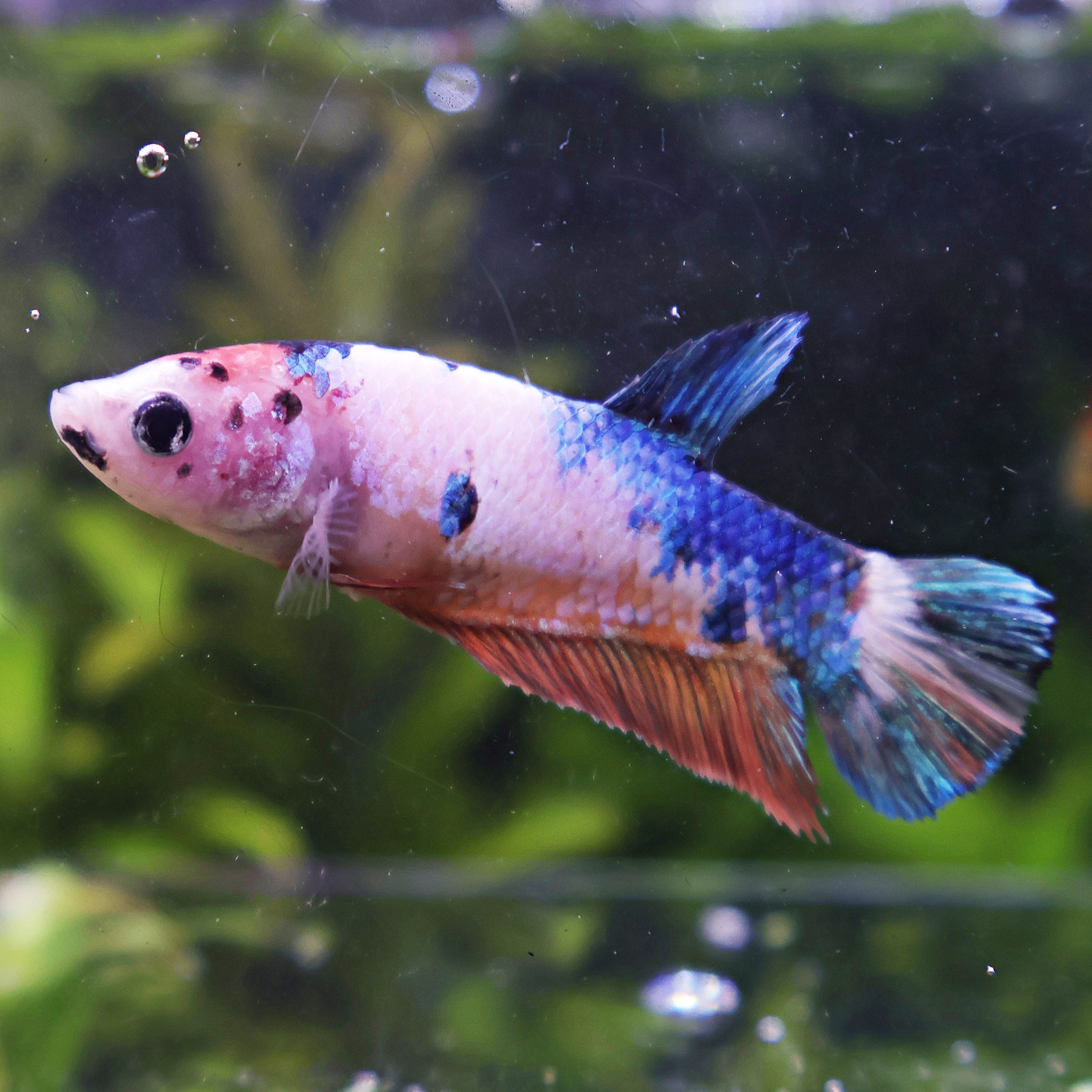 Bella - Femelle Betta Koi Galaxy BC1