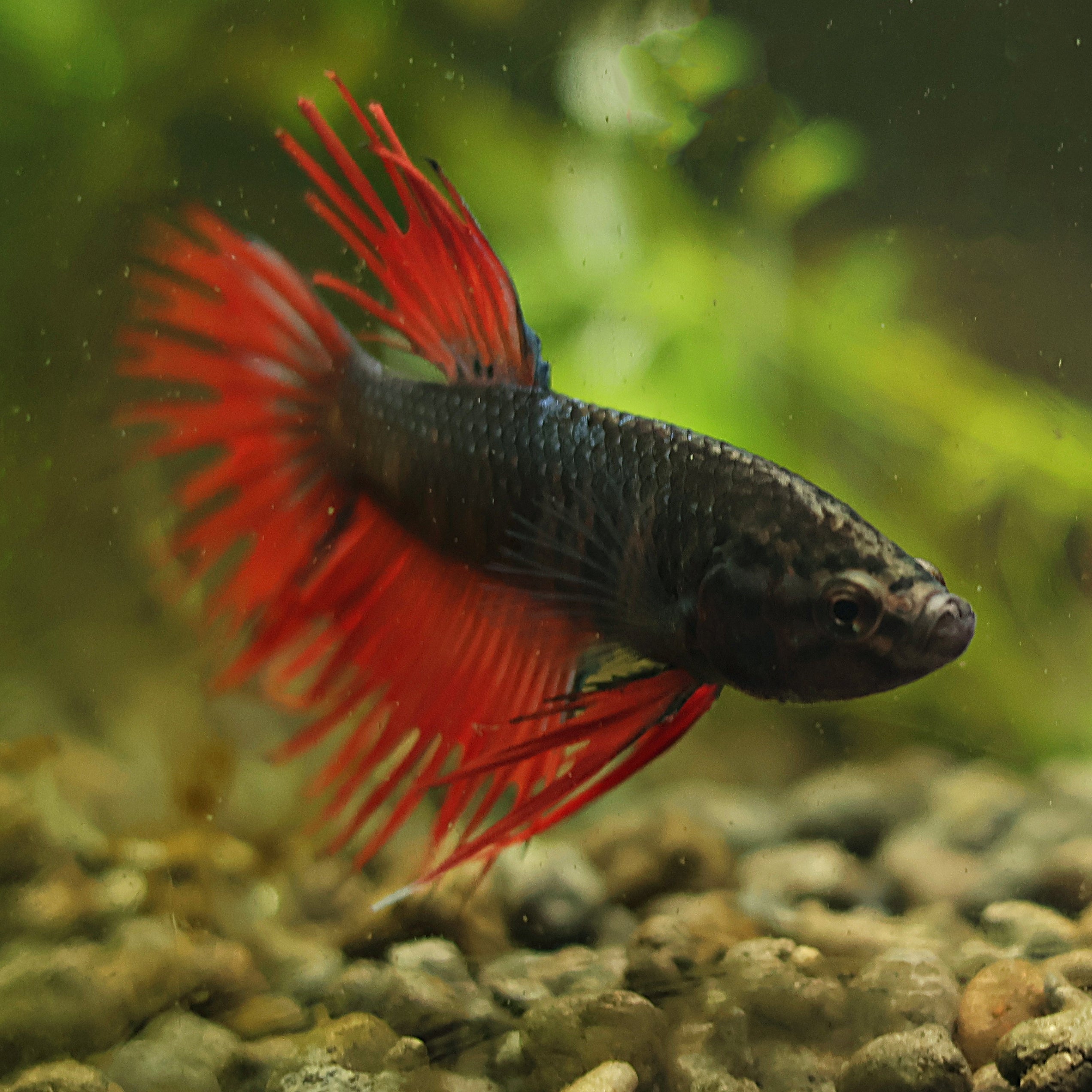Doradus - Mâle Crowntail Rouge Noir Irisé🇮🇩