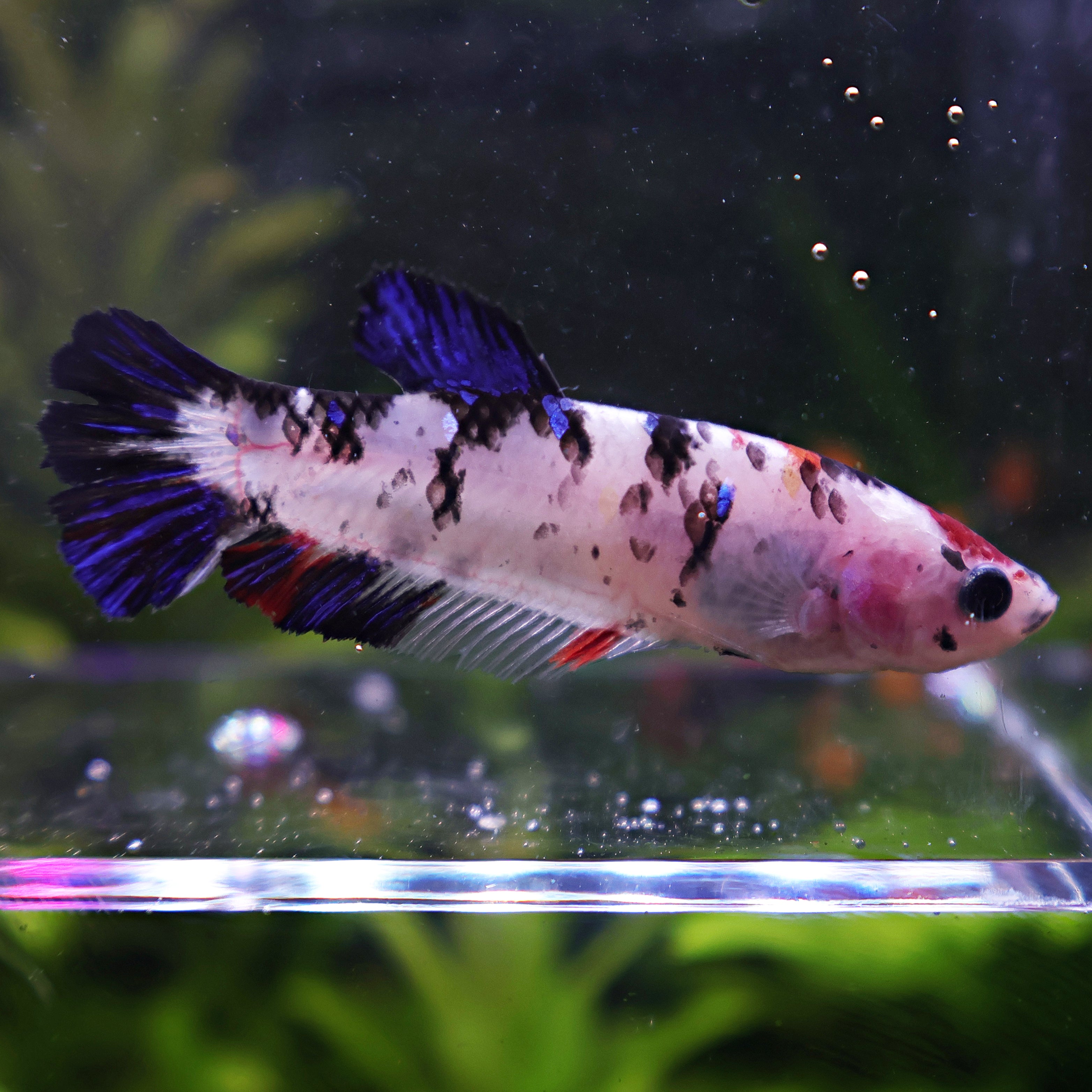 Agathe - Femelle Betta Koi Galaxy BC1