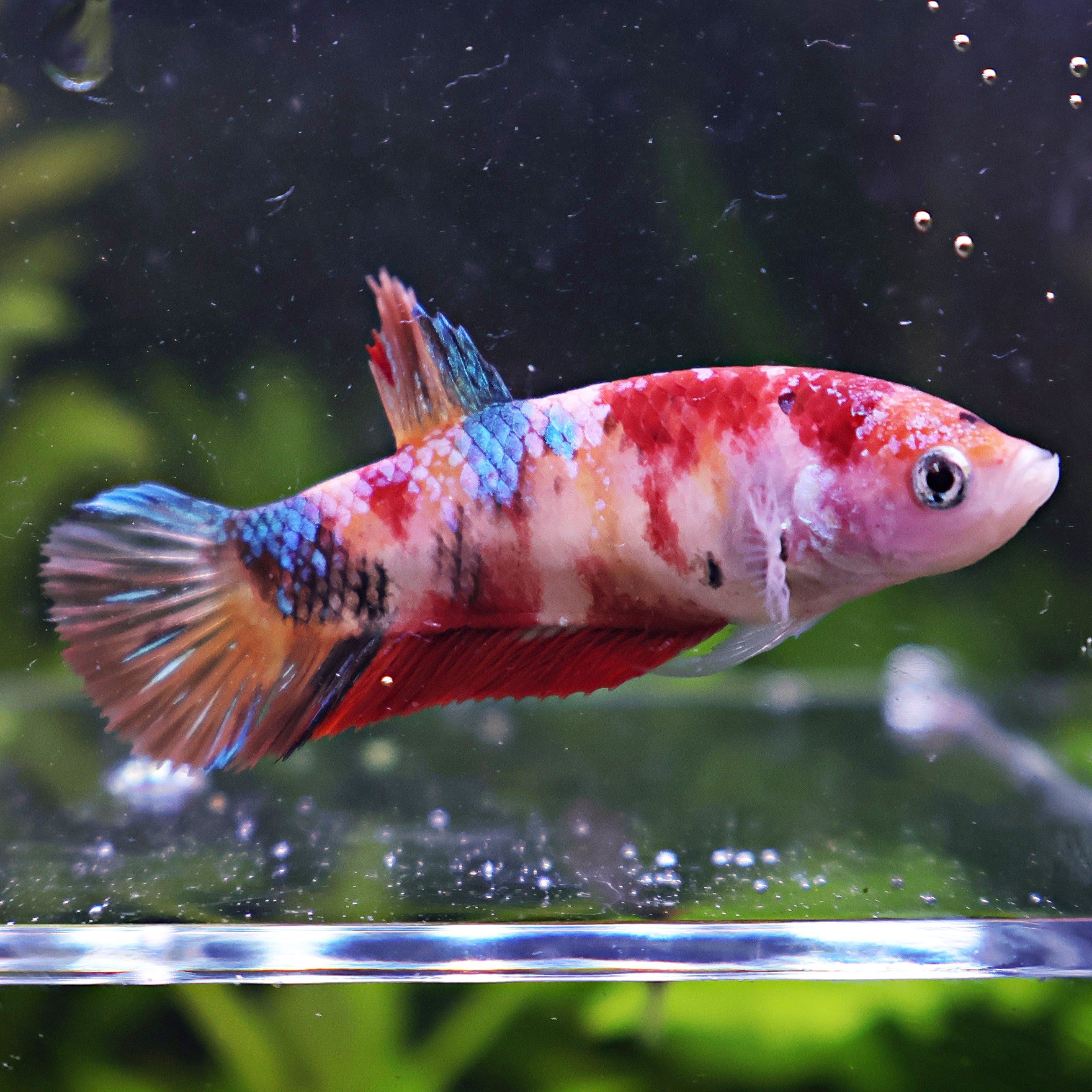 Millo - Femelle Betta Koi Galaxy BC1