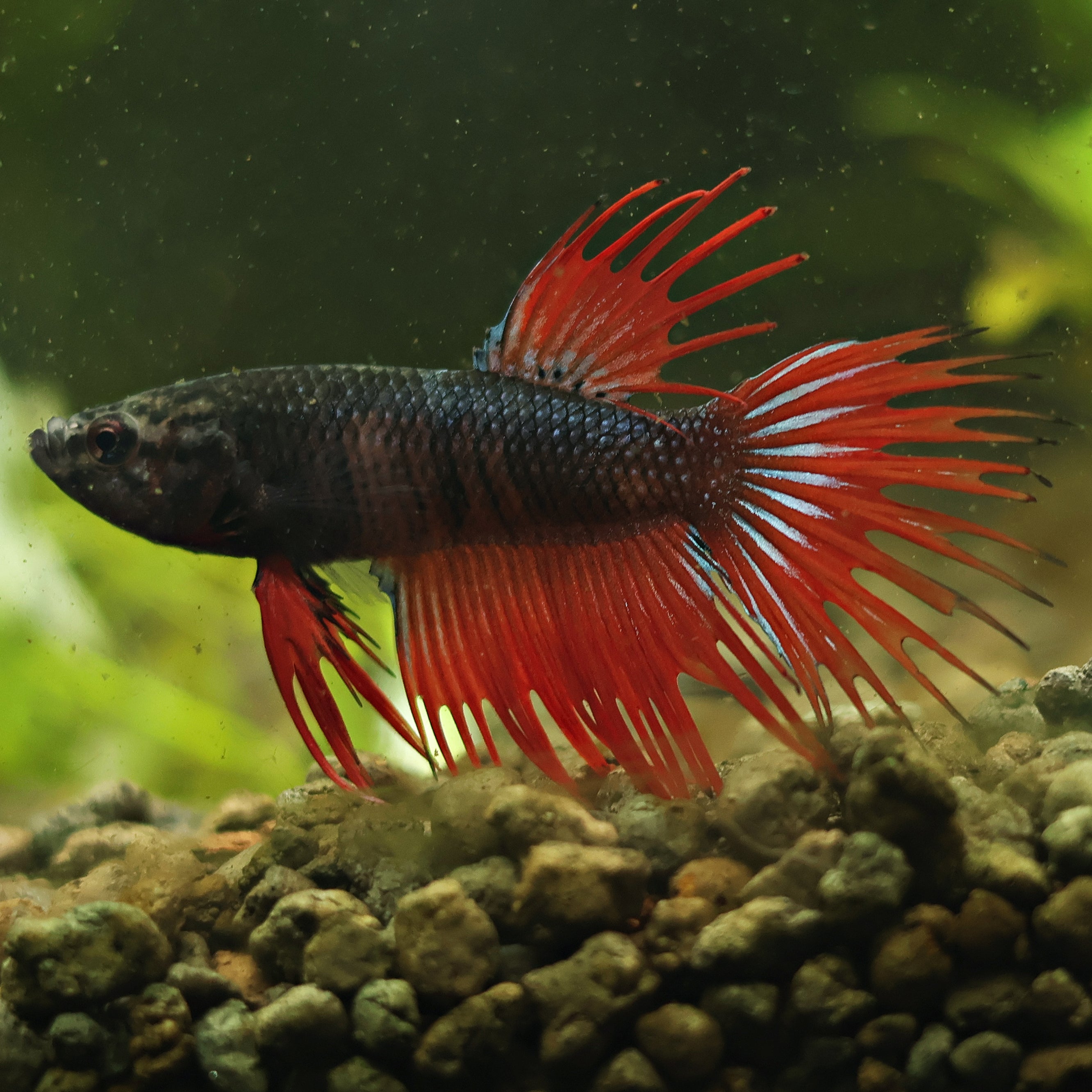 Doradus - Mâle Crowntail Rouge Noir Irisé🇮🇩
