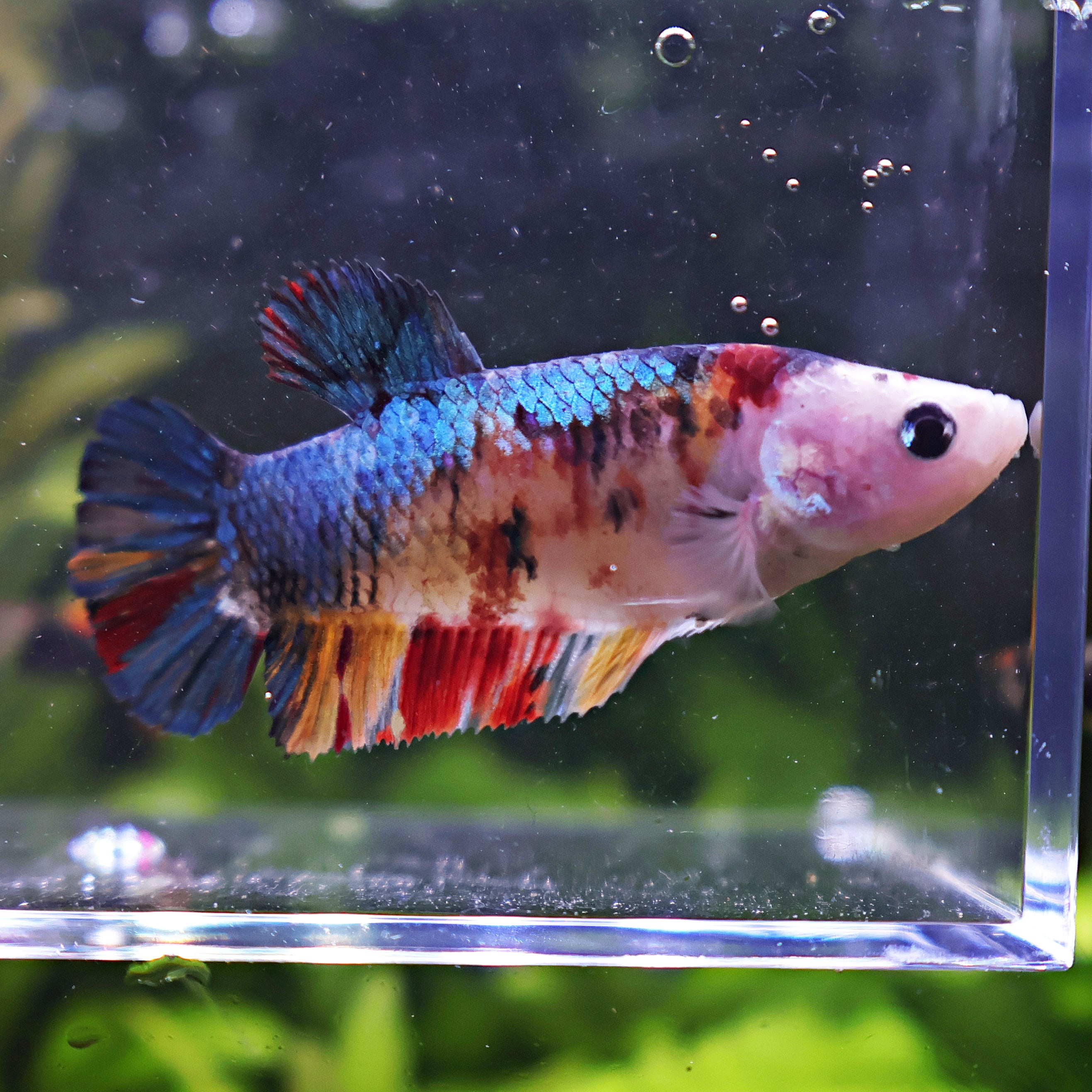 Margaret - Femelle Betta Koi Galaxy BC1