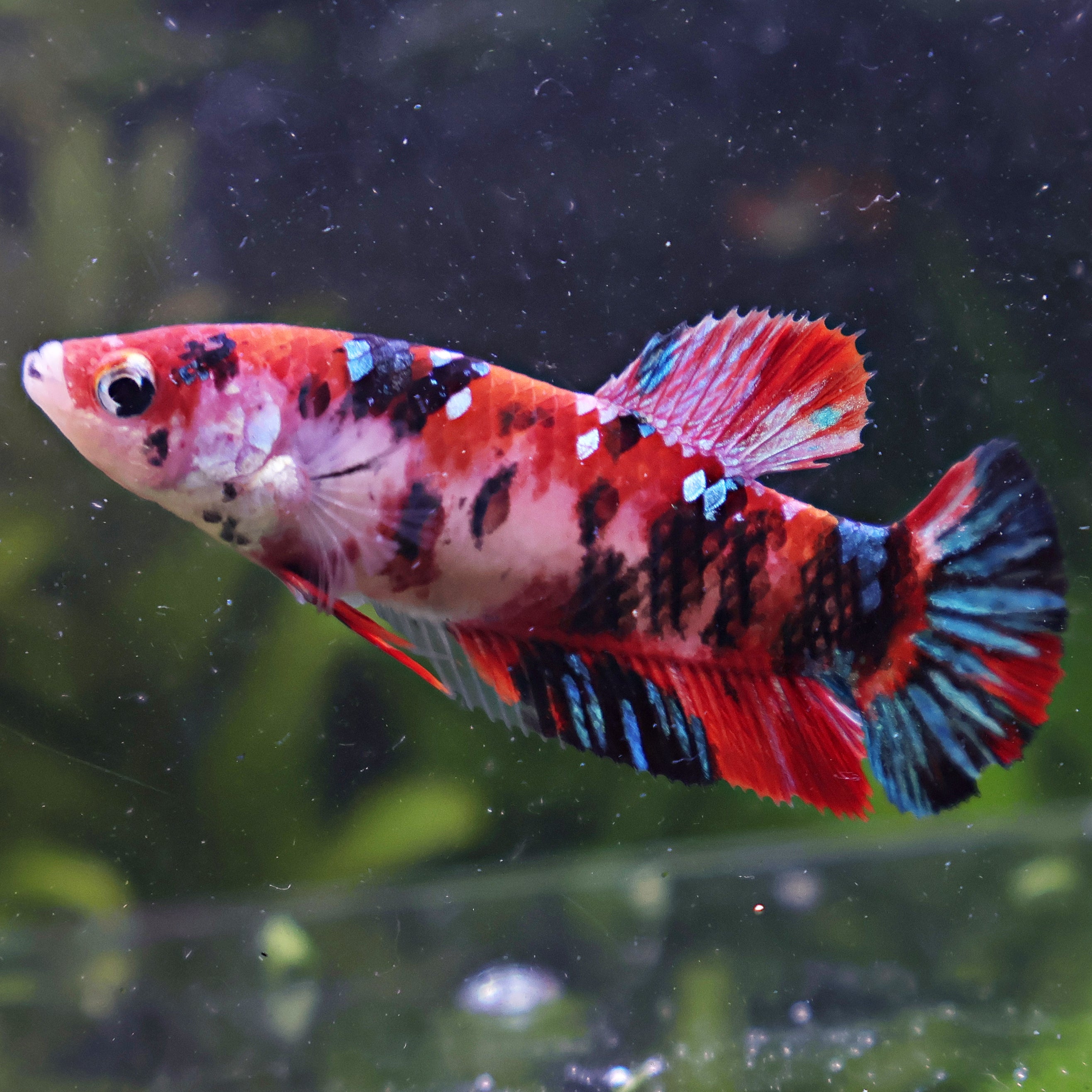 💜Adissone - Femelle Betta Koi Galaxy BC1