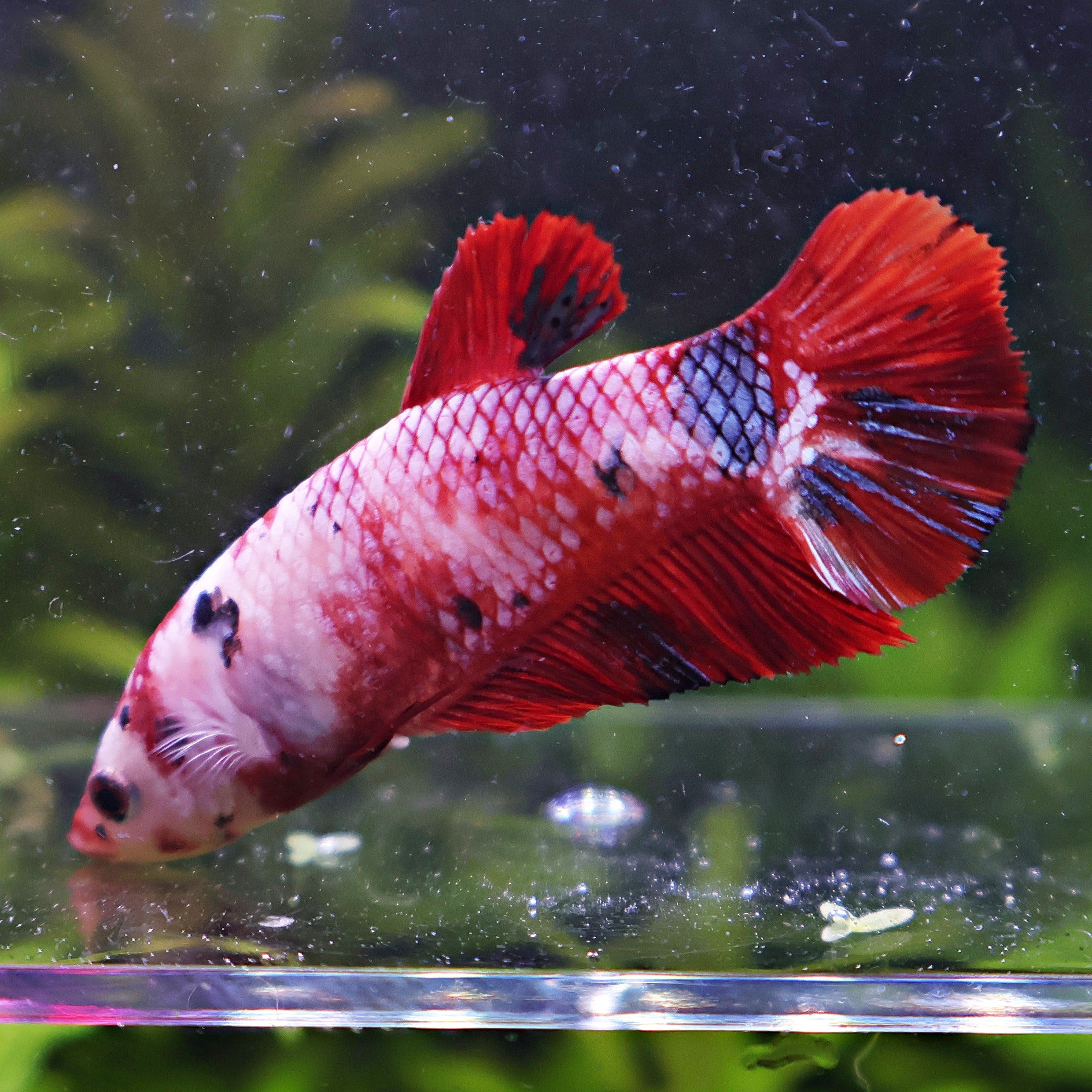 Amaya - Femelle Betta Koi Galaxy BC1