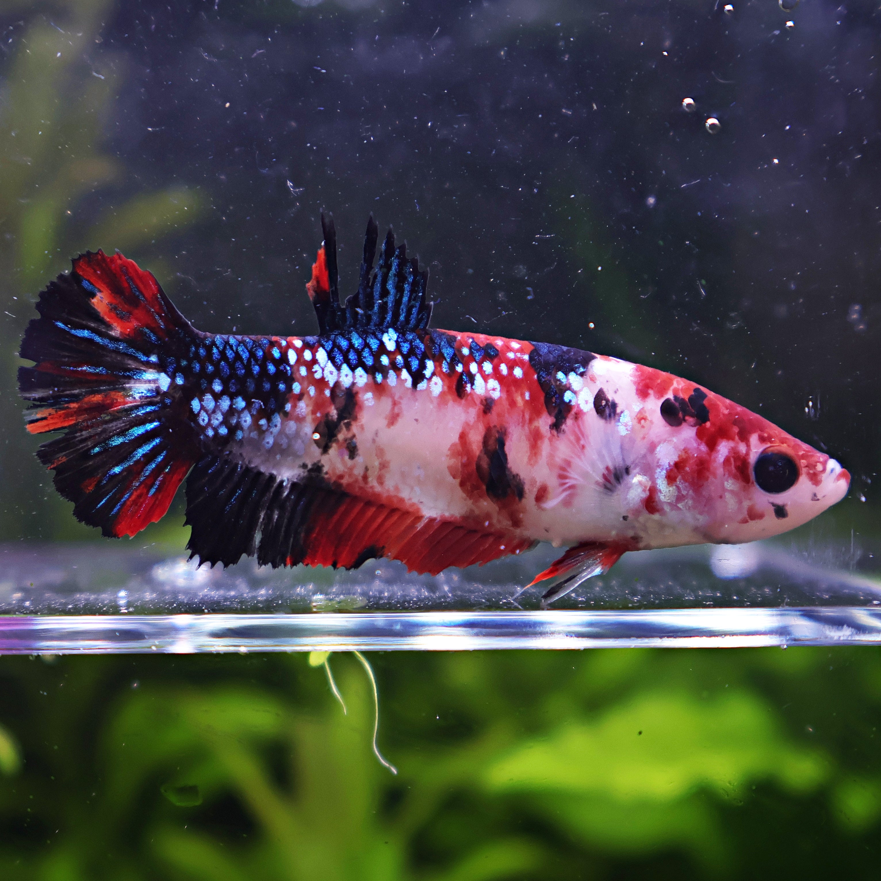 💜Josiane - Femelle Betta Koi Galaxy BC1