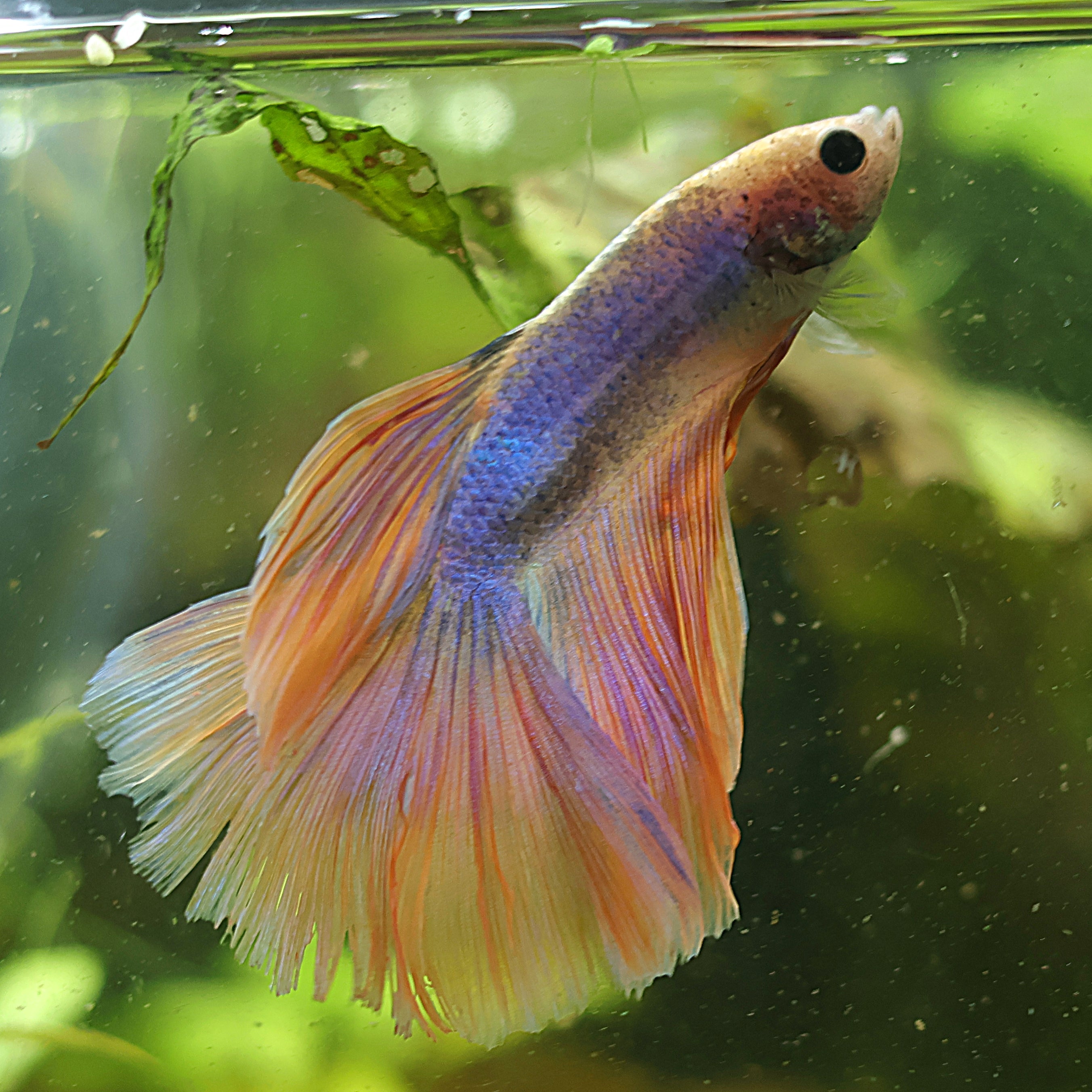 Antaréss - Mâle Voile Long Pastelle Jaune Rose Bleu🇮🇩