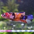 Perle - Femelle Betta Koi Galaxy BC1