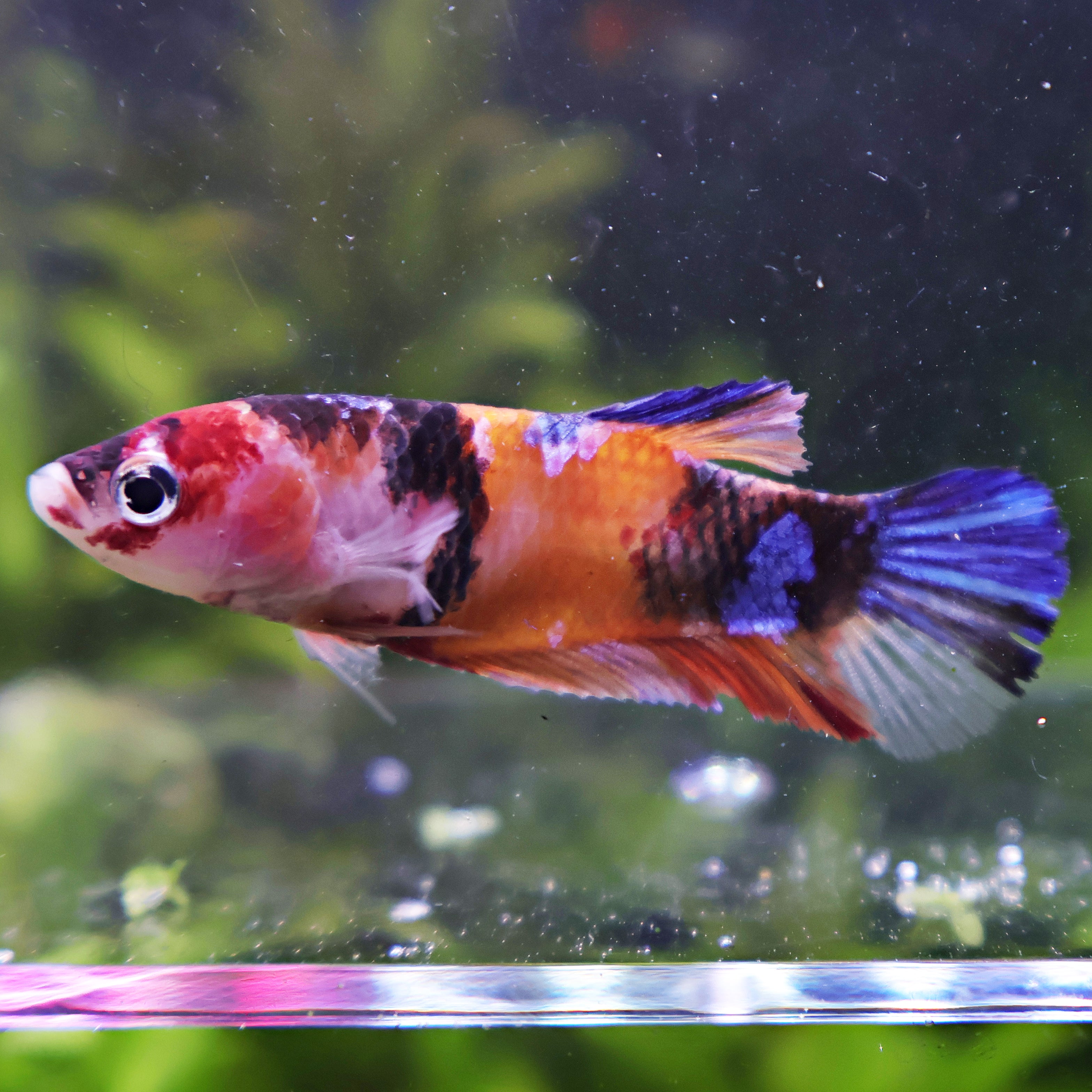 Perle - Femelle Betta Koi Galaxy BC1