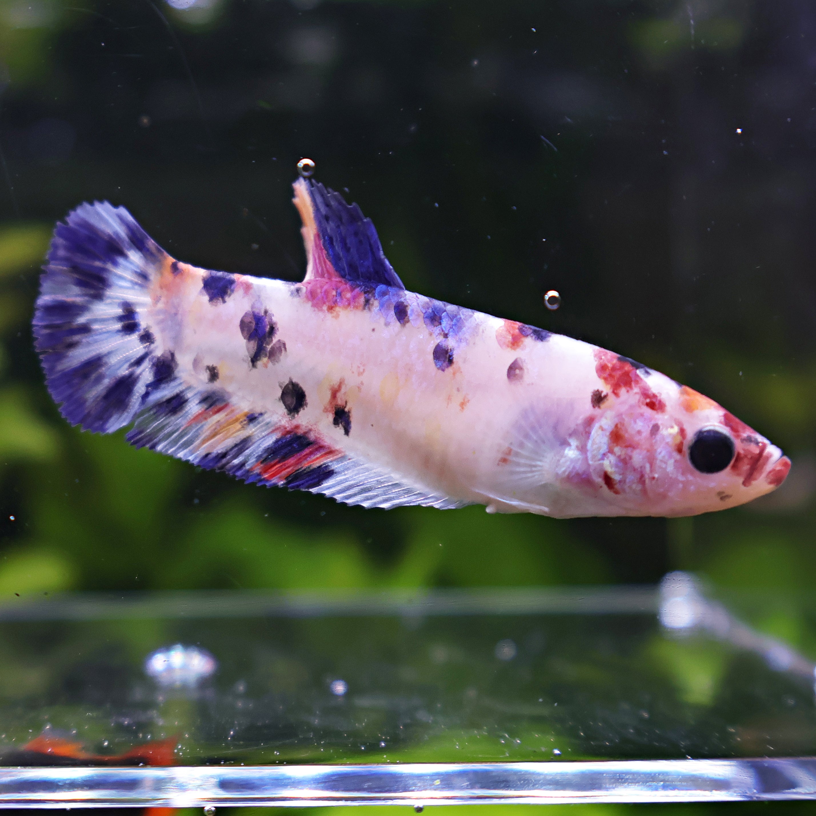 Rarity - Femelle Betta Koi Galaxy BC1