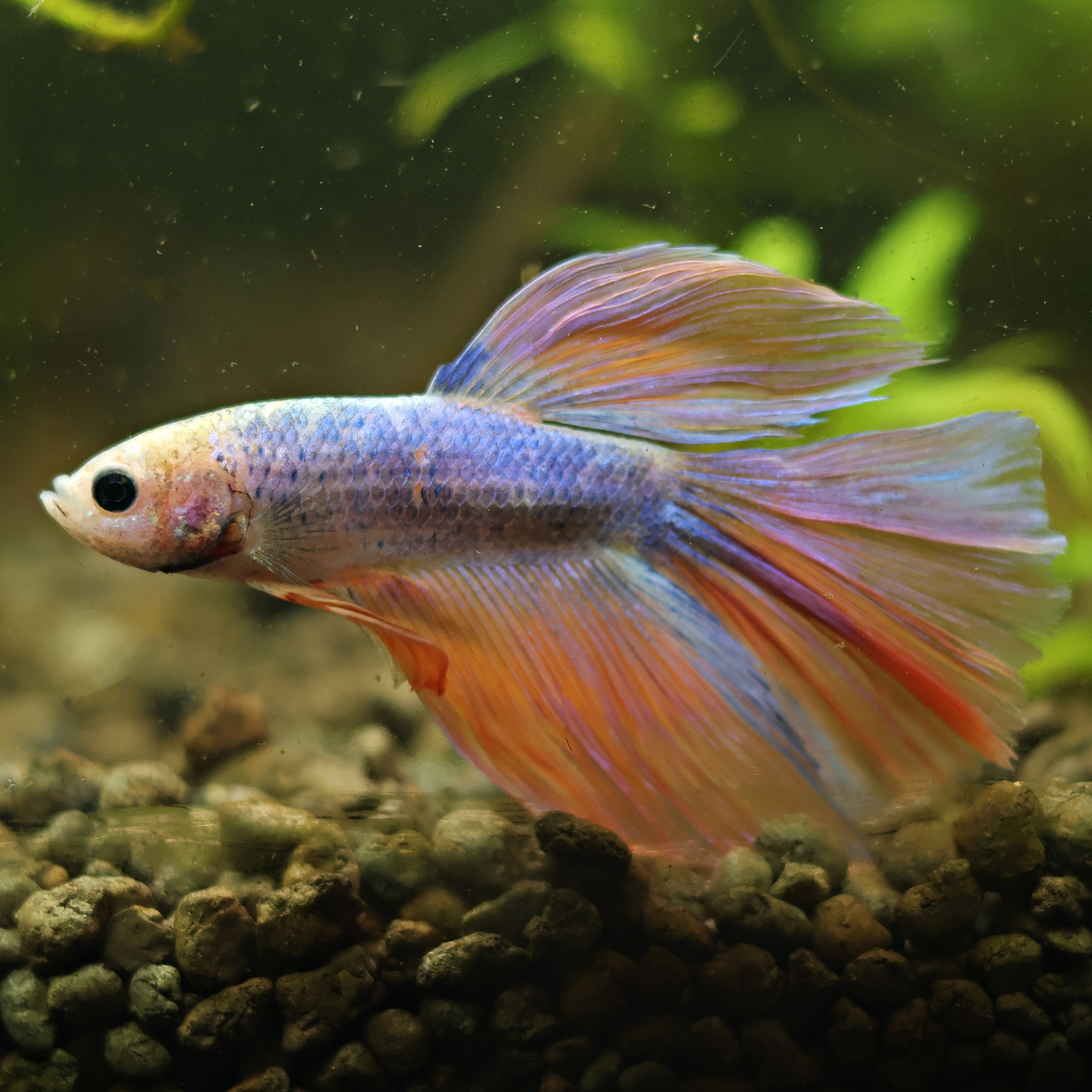 Antaréss - Mâle Voile Long Pastelle Jaune Rose Bleu🇮🇩