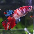 Lola - Femelle Betta Koi Galaxy BC1