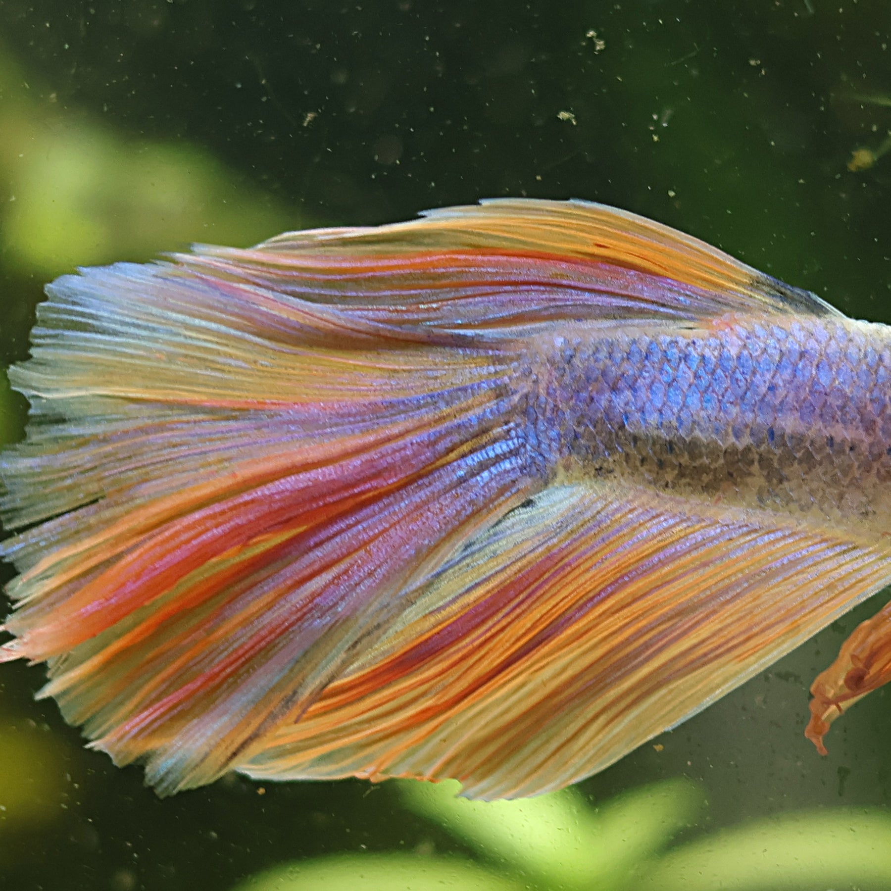 Antaréss - Mâle Voile Long Pastelle Jaune Rose Bleu🇮🇩