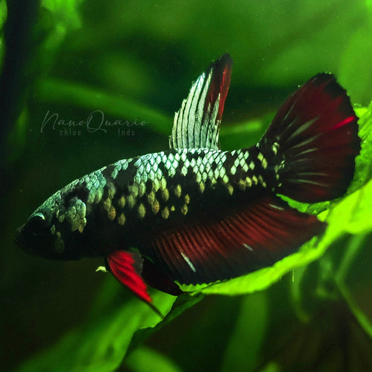 Rox - Mâle Plakat Avatar Copper Vampire 🇮🇩