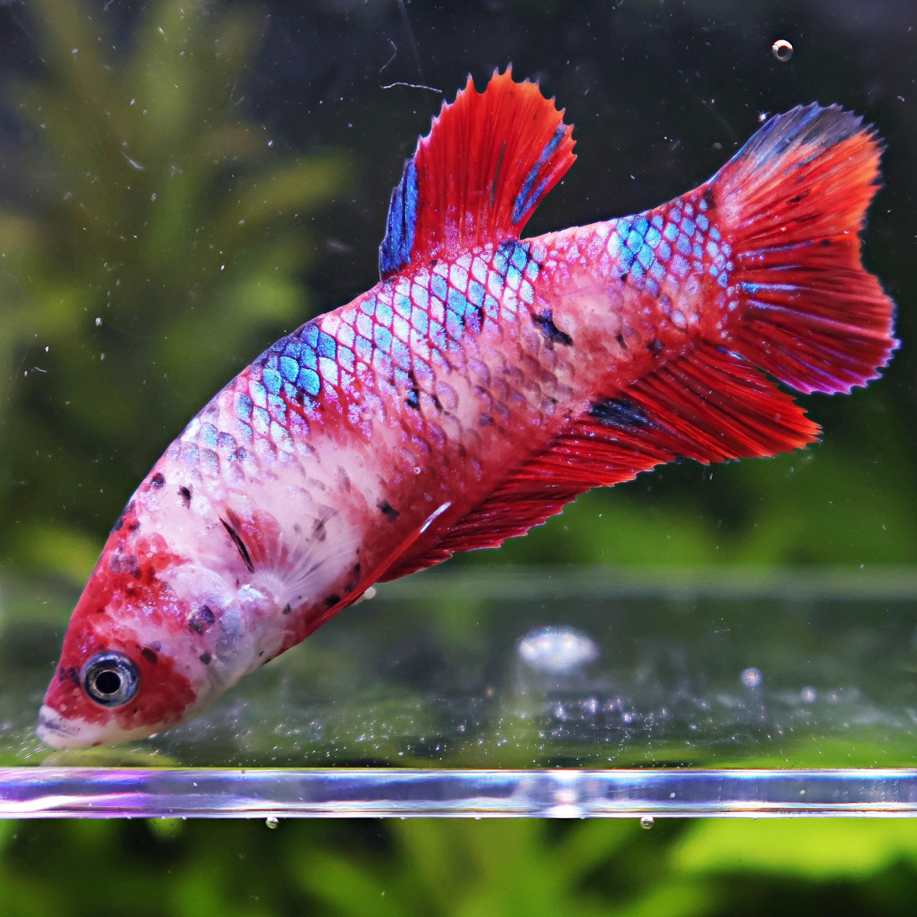 Arkane - Femelle Betta Koi Galaxy BC1