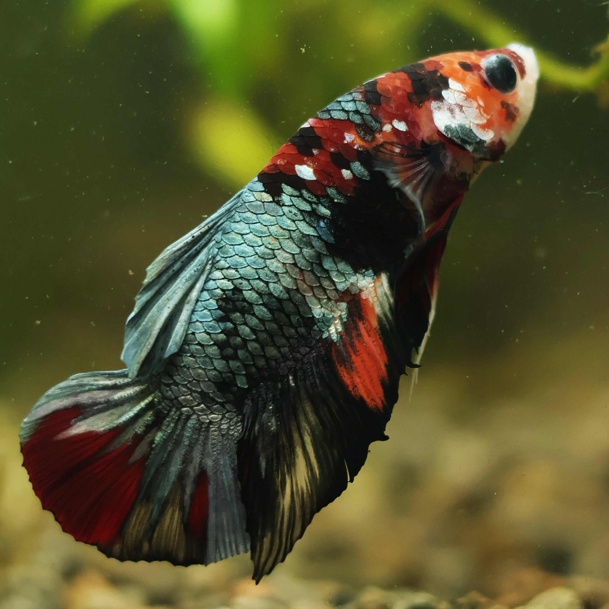 Orion - Mâle Plakat Koi Nemo Copper🇮🇩