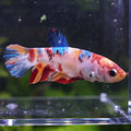 Chipie - Femelle Betta Koi Galaxy BC1