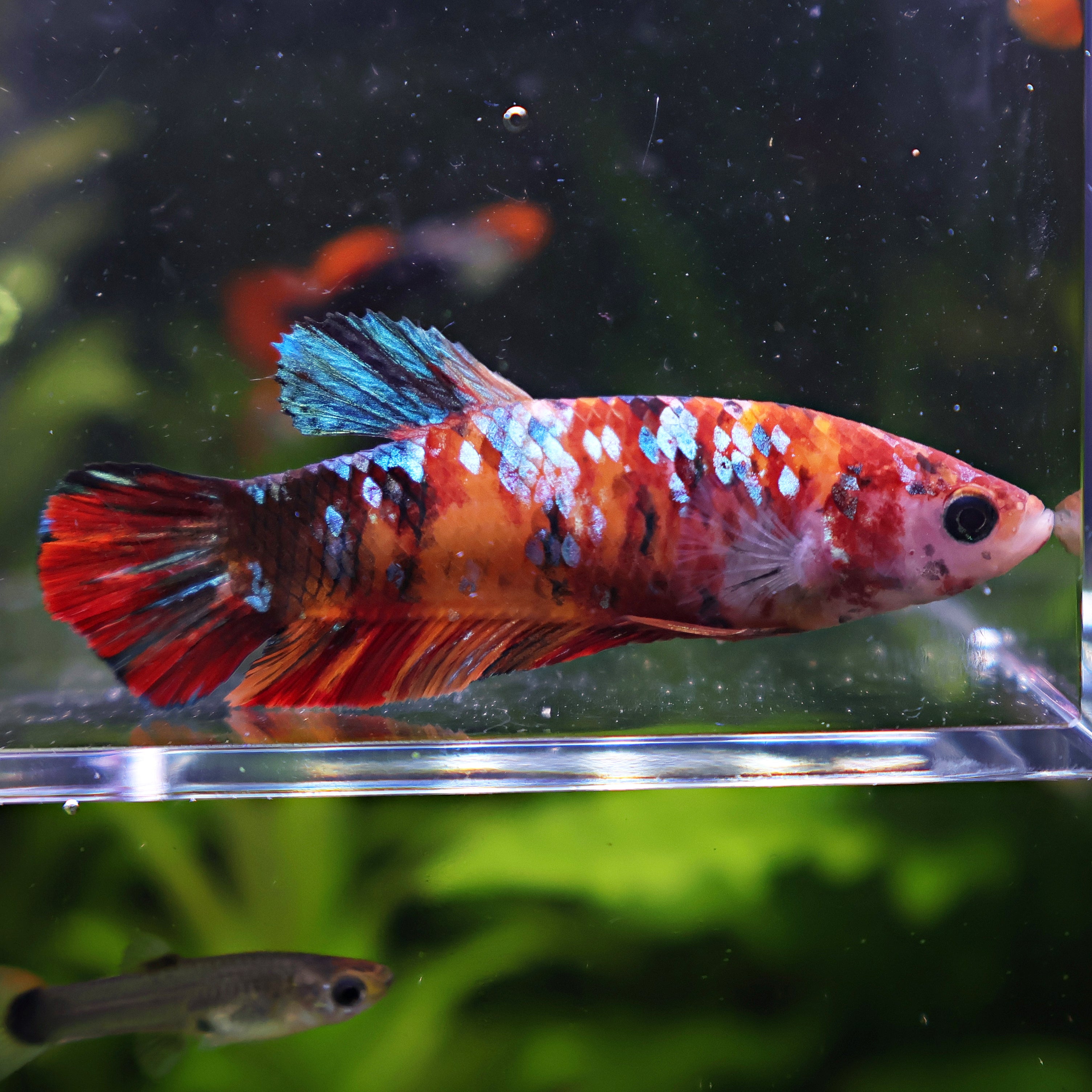 Sunshine - Femelle Betta Koi Galaxy BC1