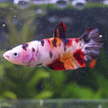 Mouche - Femelle Betta Koi Galaxy BC1