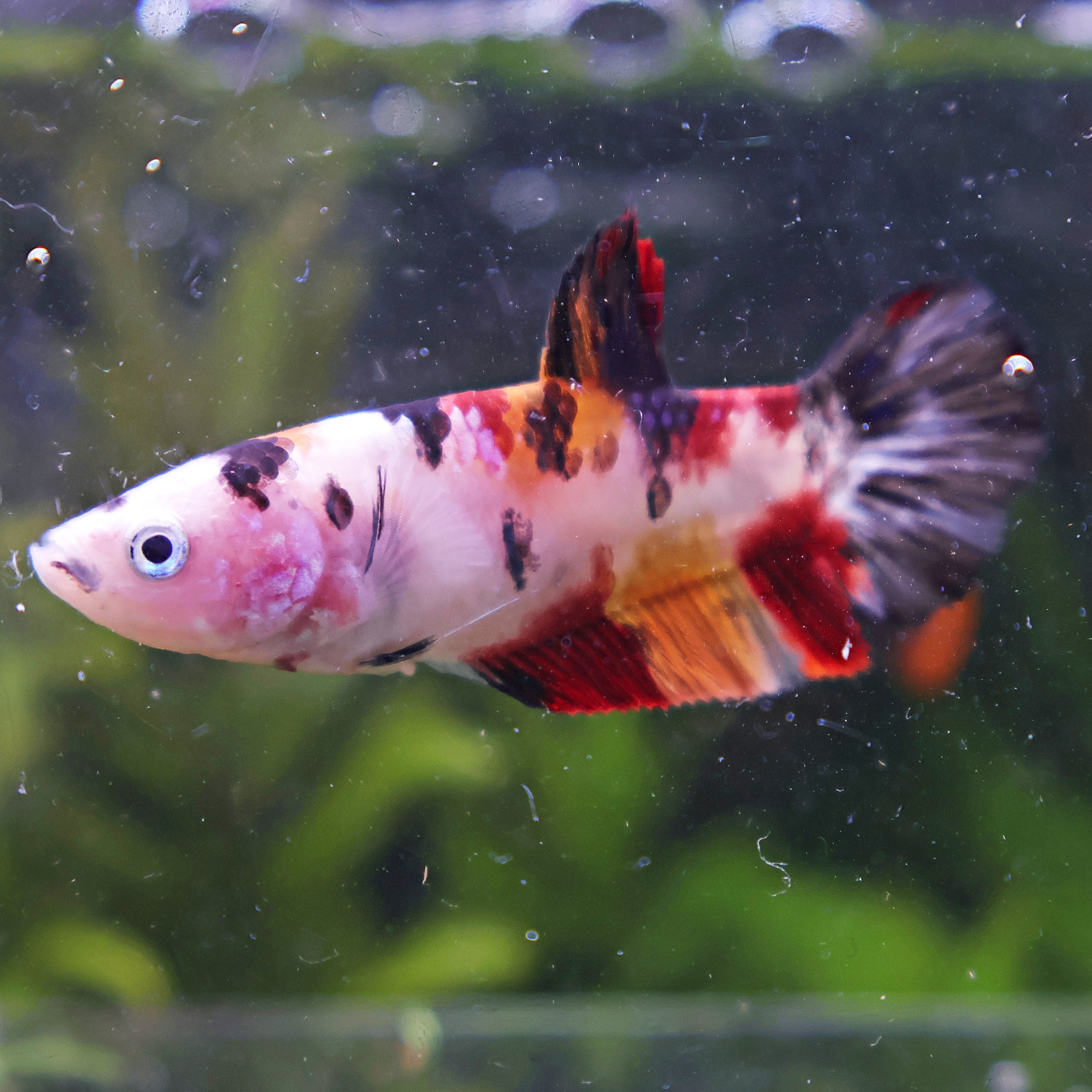 Mouche - Femelle Betta Koi Galaxy BC1