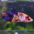 Fleure - Femelle Betta Koi Galaxy BC1