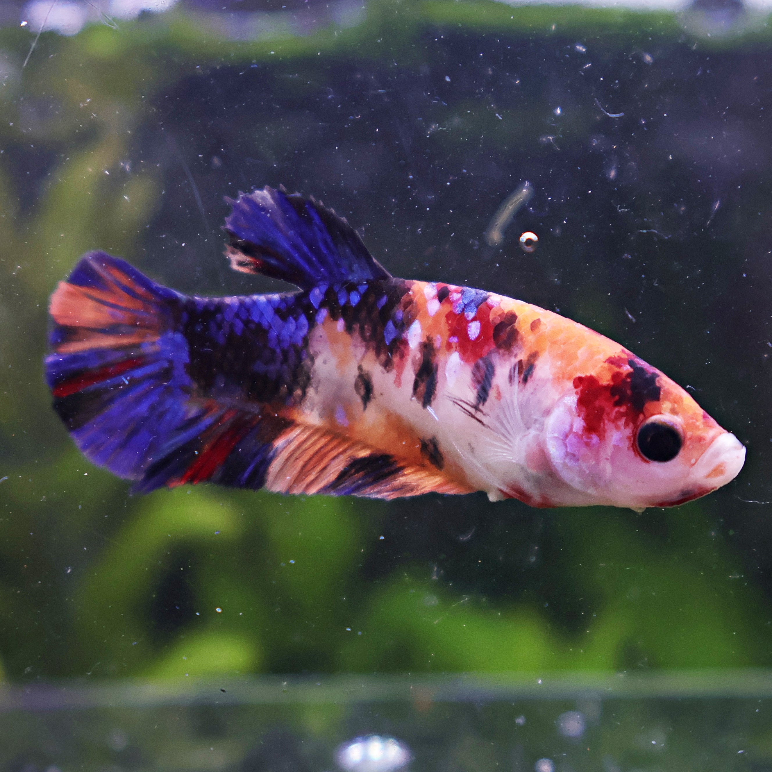 Fleure - Femelle Betta Koi Galaxy BC1