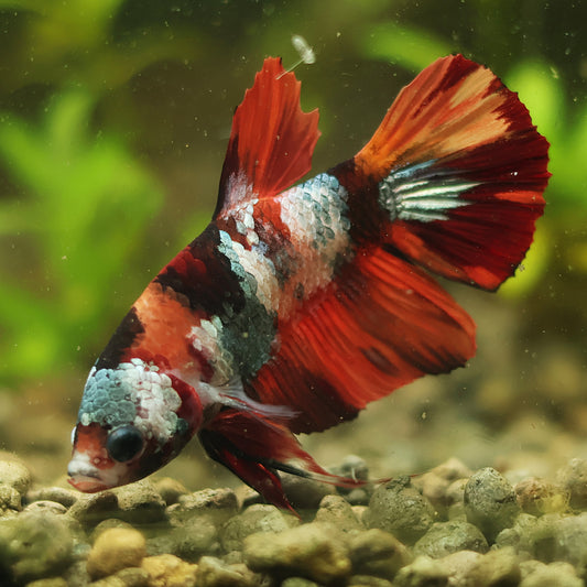 Oméga - Mâle Plakat Koi Nemo Copper🇮🇩