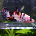 💜Krakote - Femelle Betta Koi Galaxy - BC2