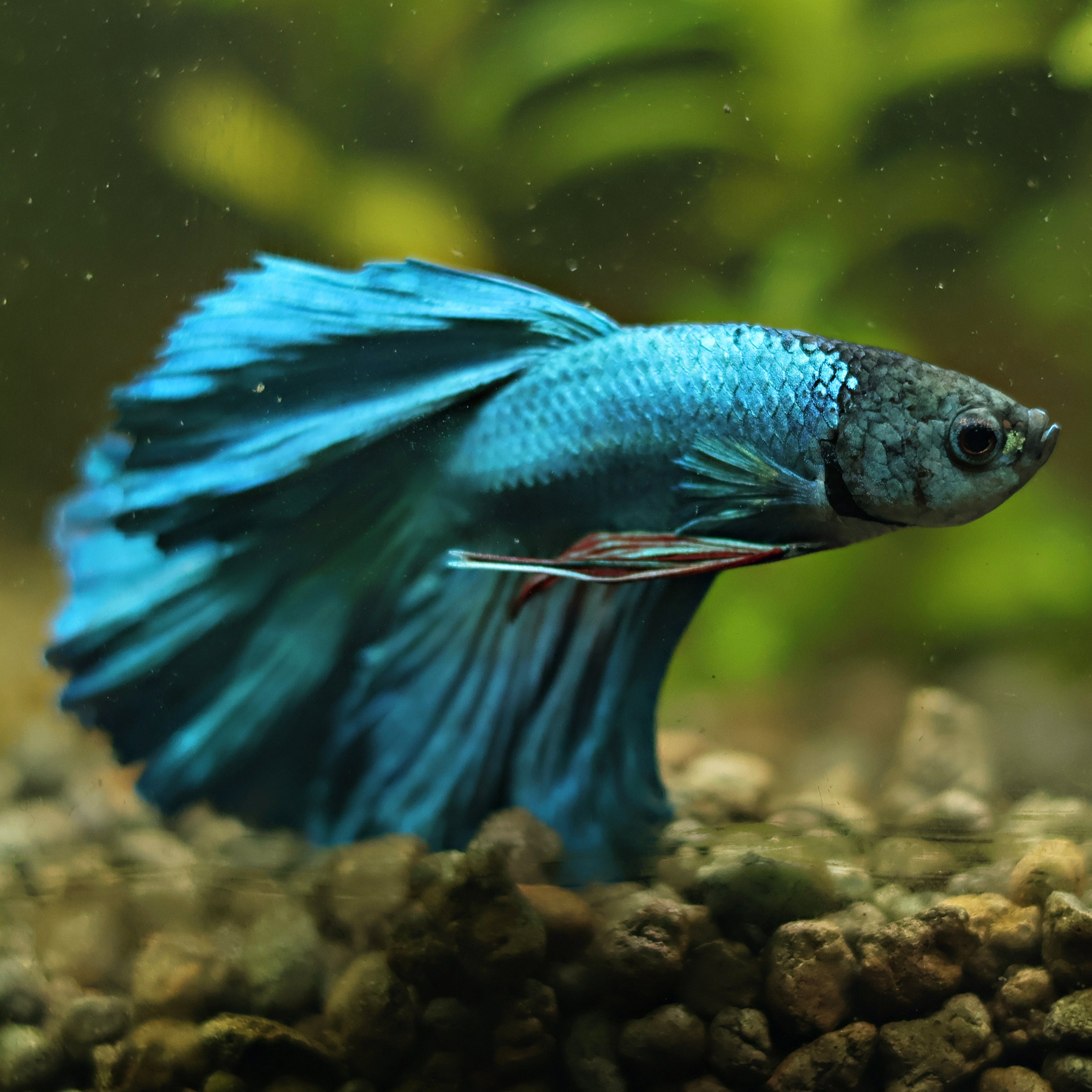 Lazuli - Mâle Bleu Pelviennes Rouges Voile Long🇮🇩