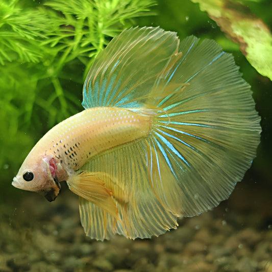 Citron - Mâle Voile Long Jaune et Bleu🇮🇩