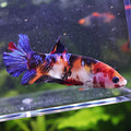 Carote - Femelle Betta Koi Galaxy - BC2