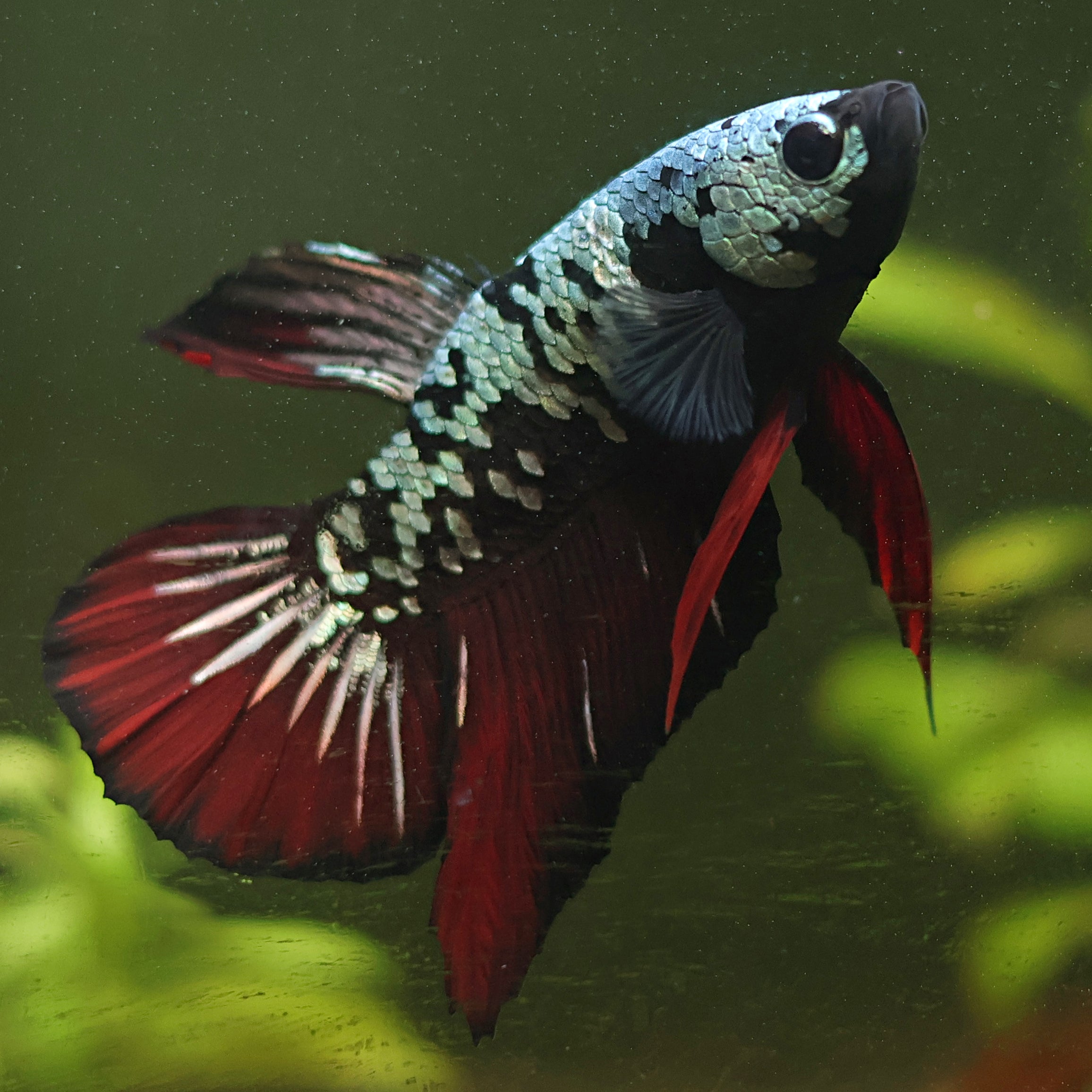 Rox - Mâle Plakat Avatar Copper Vampire 🇮🇩