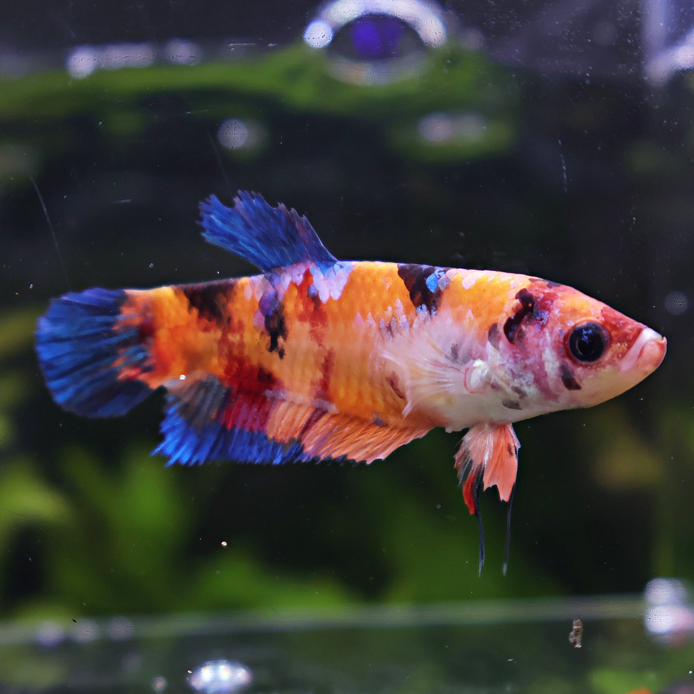 Ninie - Femelle Betta Koi Galaxy - BC2