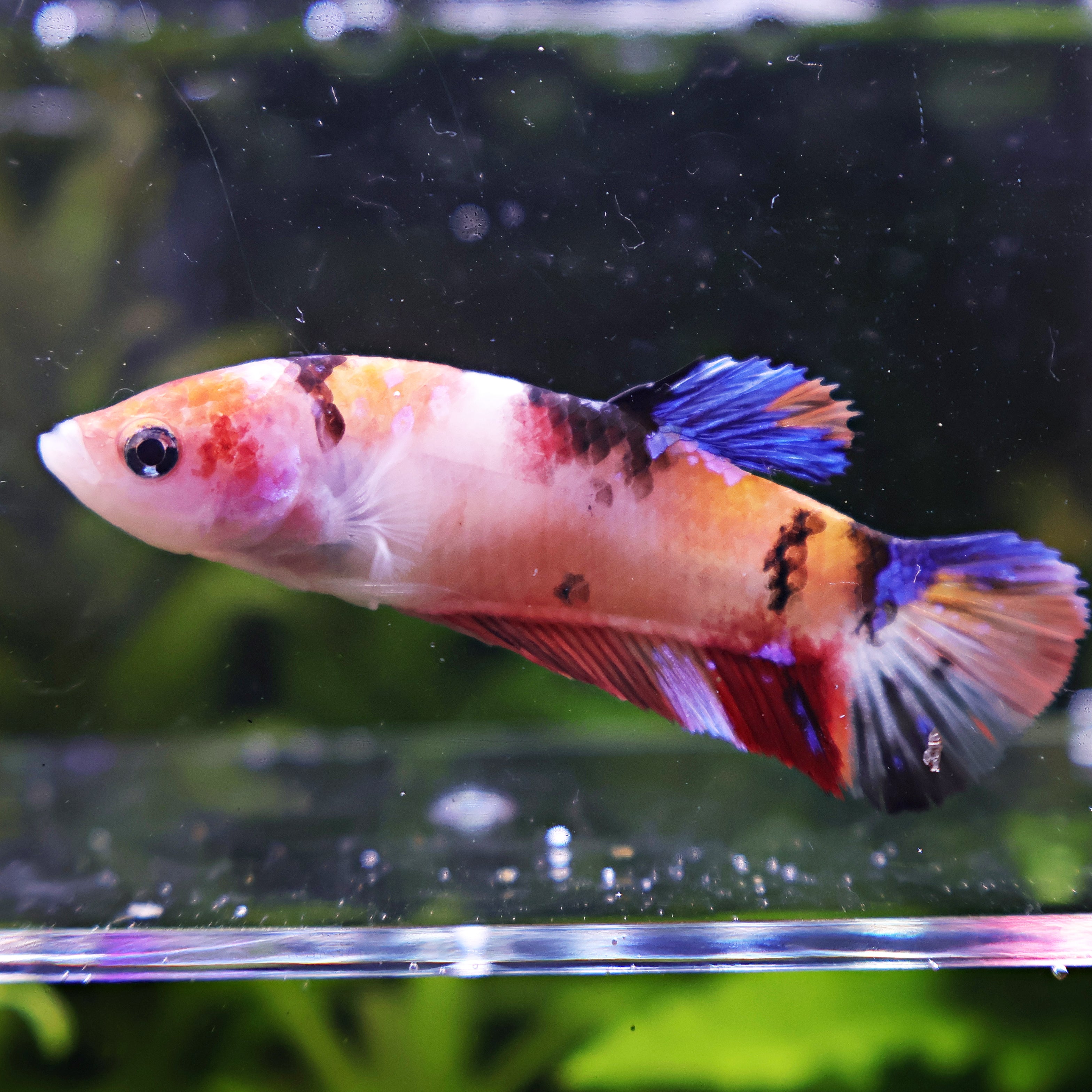 Bidulle - Femelle Betta Koi Galaxy - BC2