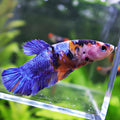 Brouette - Femelle Betta Koi Galaxy - BC2