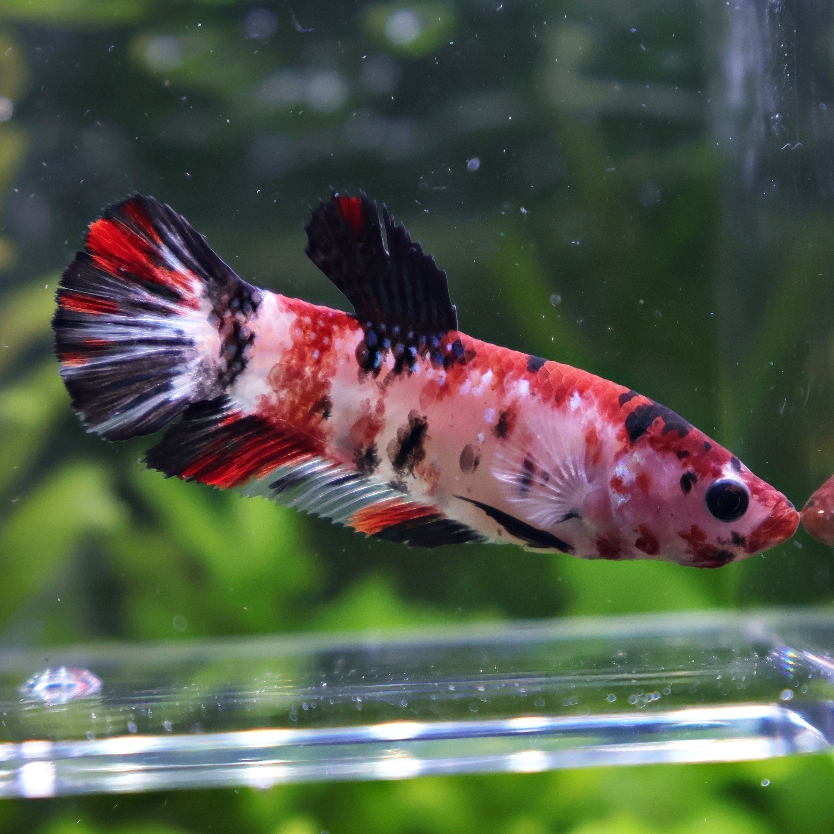 Cocinelle - Femelle Betta Koi Galaxy - BC2