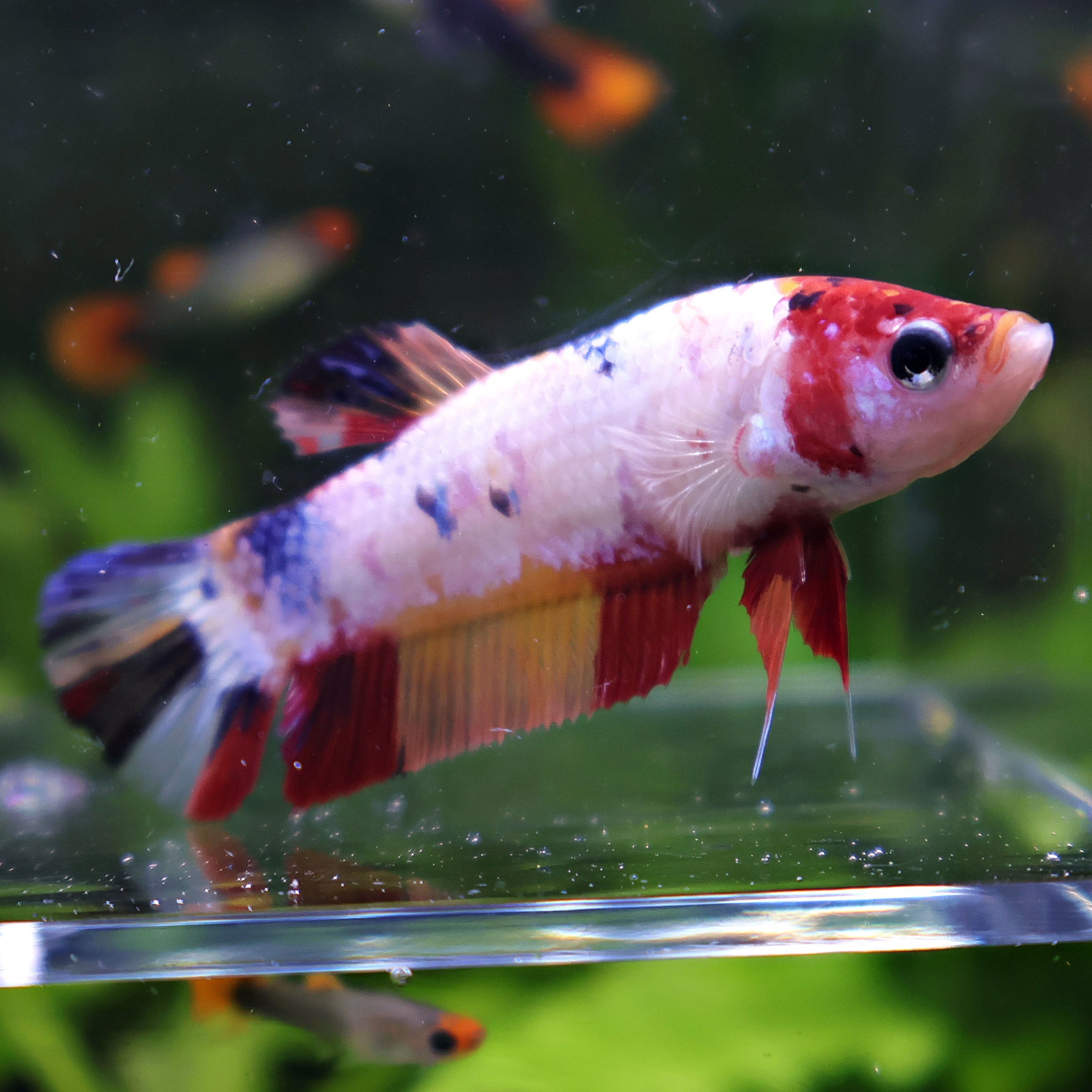 Jupiter - Femelle Betta Koi Galaxy - BC2
