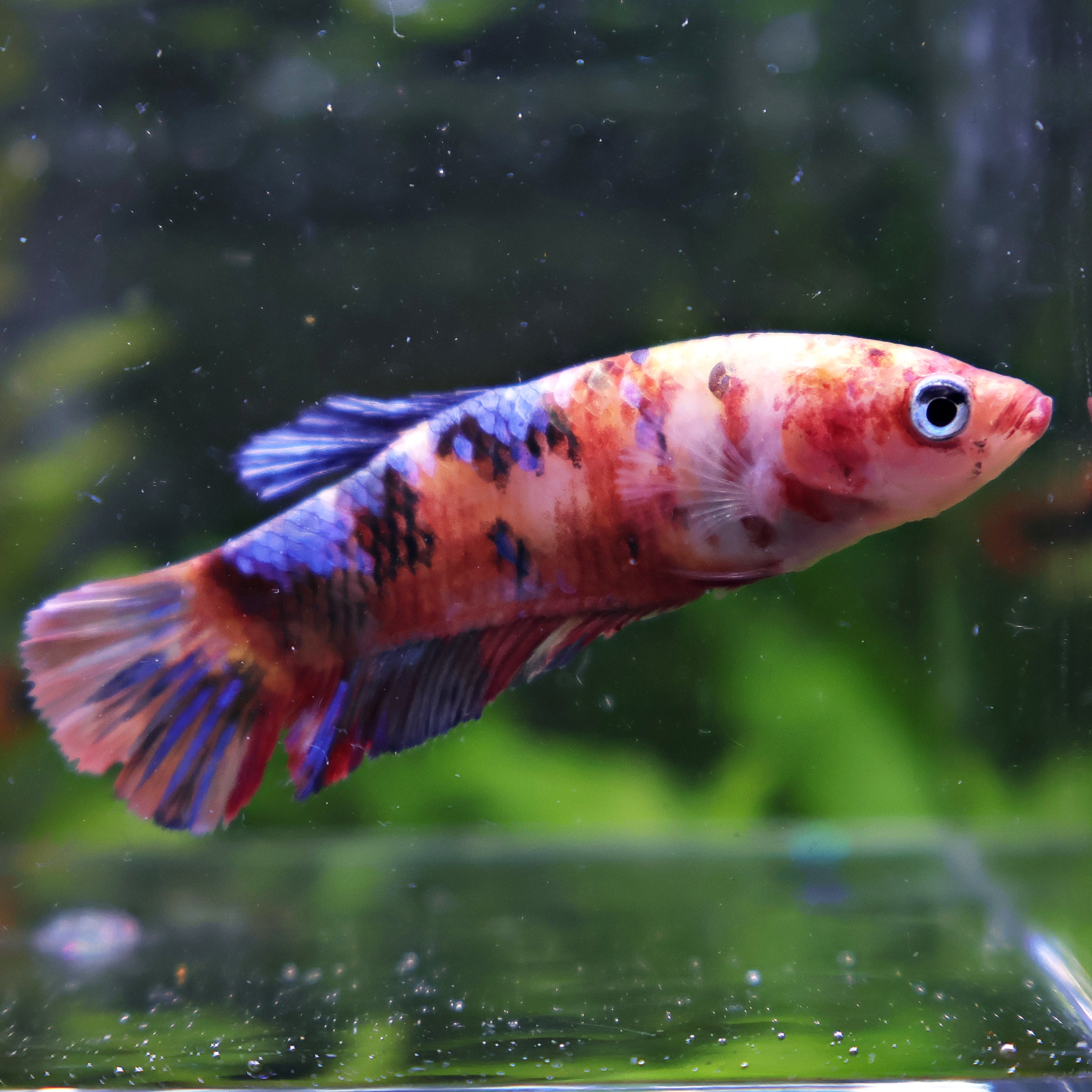 Akiro - Femelle Betta Koi Galaxy - BC2