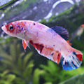 Sparkle - Femelle Betta Koi Galaxy - BC2