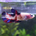 Dote - Femelle Betta Koi Galaxy - BC2