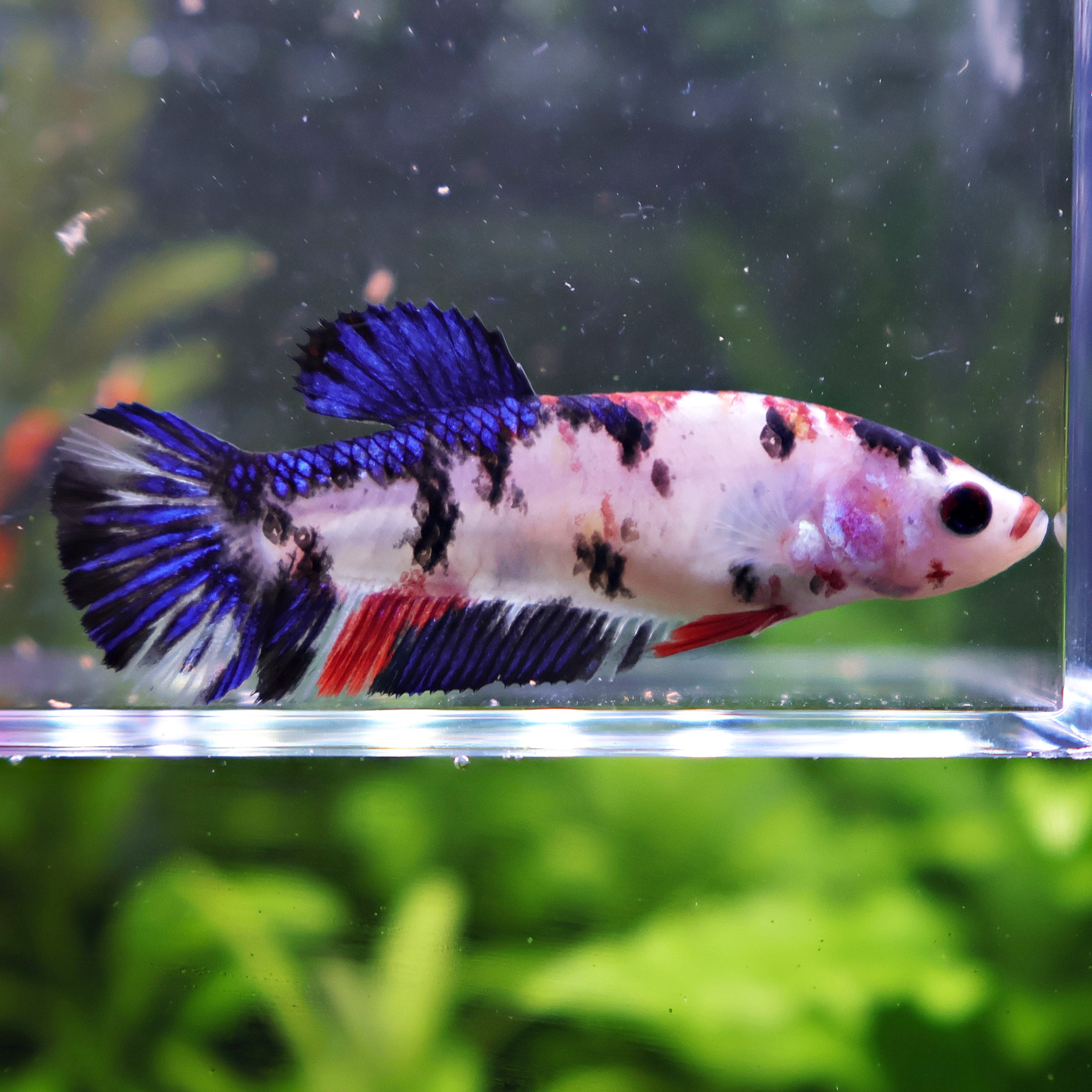 💜Bille - Femelle Betta Koi Galaxy - BC2