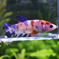Bouteille - Femelle Betta Koi Galaxy - BC2
