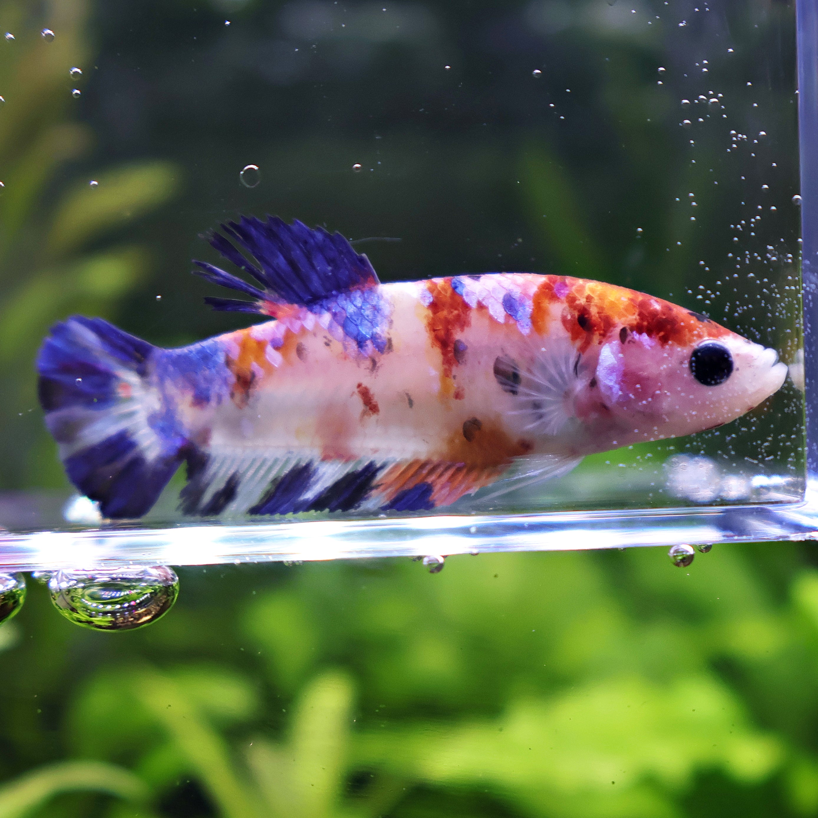 Bouteille - Femelle Betta Koi Galaxy - BC2
